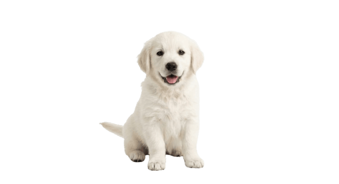 Puppy